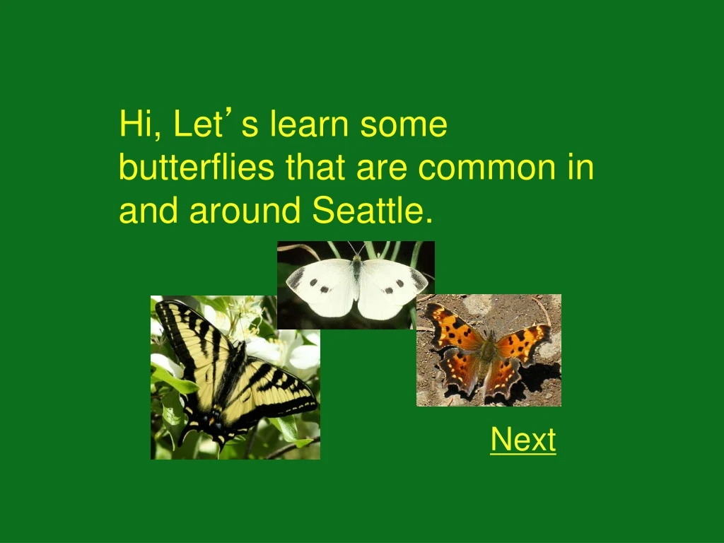 hi let s learn some butterflies that are common