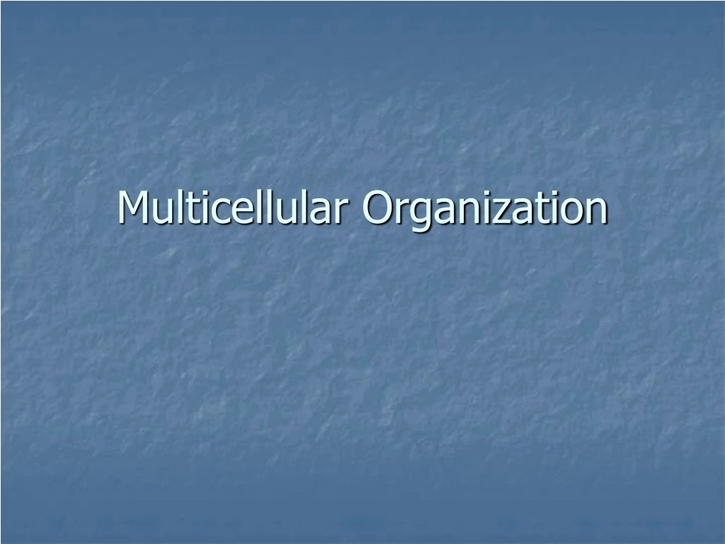 multicellular organization