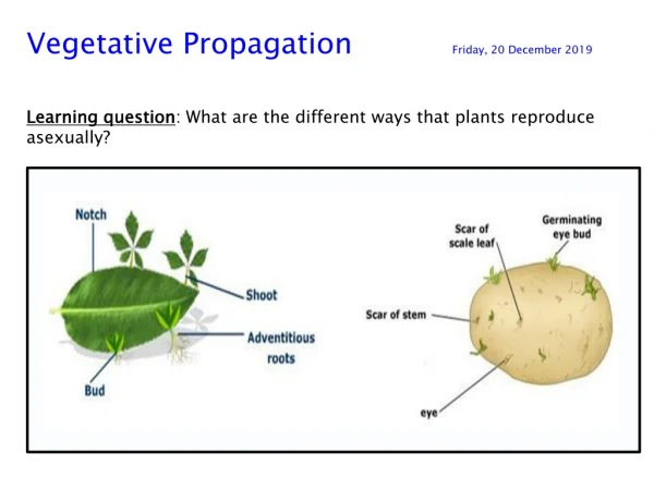 Vegetative Propagation Friday, 20 December 2019