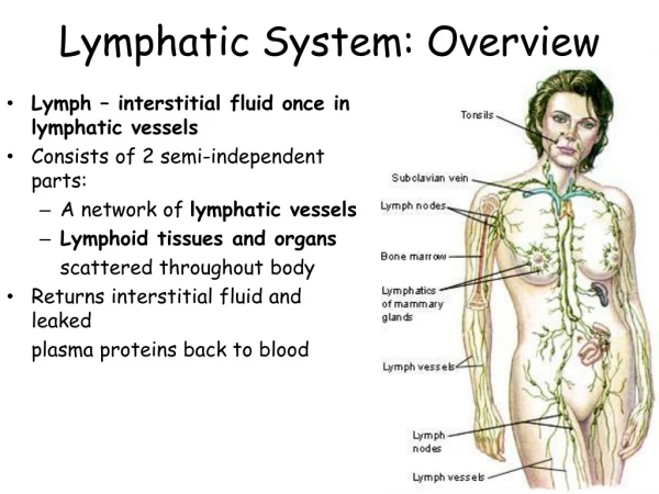 Lymphatic System: Overview