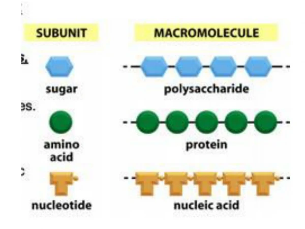 The 20 Amino Acids of Proteins