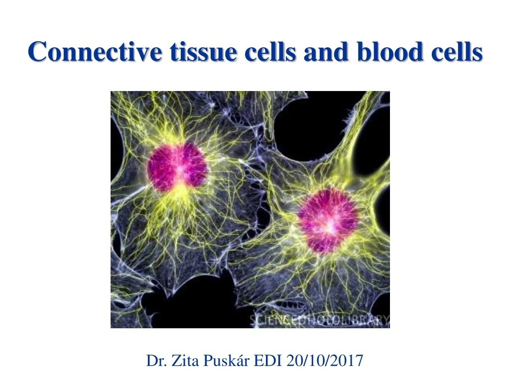 connective tissue cells and blood cells