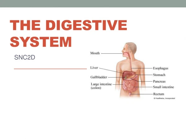 The  Digestive  System