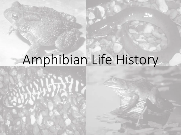 Amphibian Life History