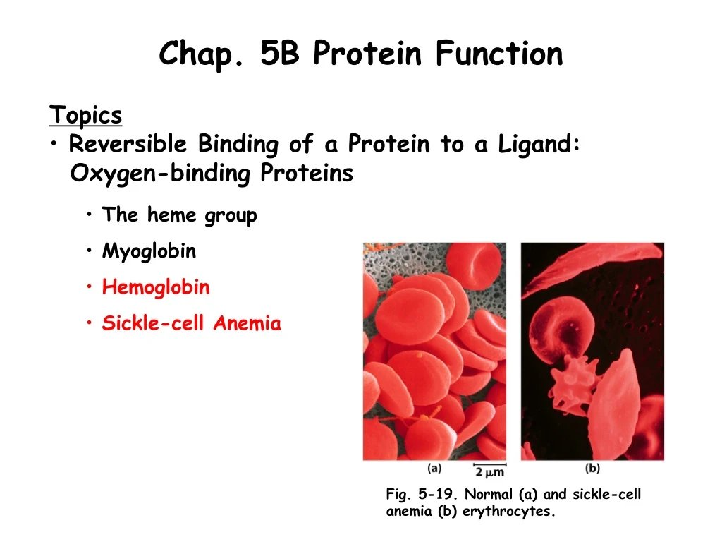 chap 5b protein function