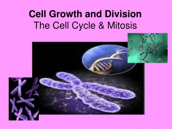 Cell Growth and Division The Cell Cycle &amp; Mitosis