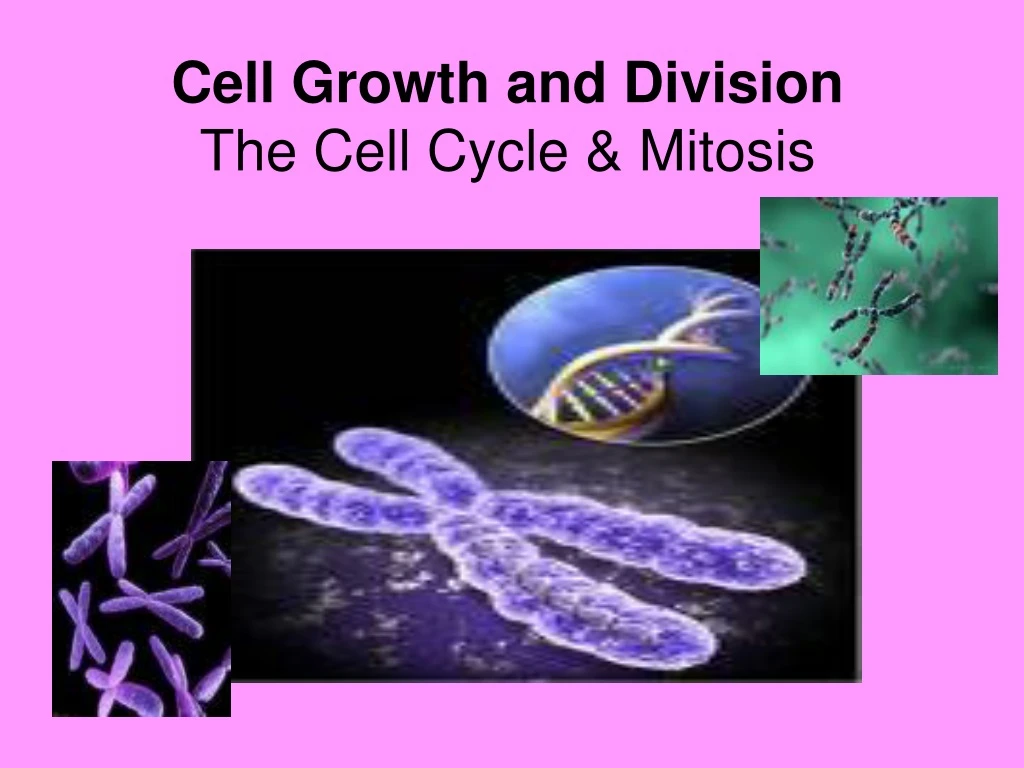 cell growth and division the cell cycle mitosis