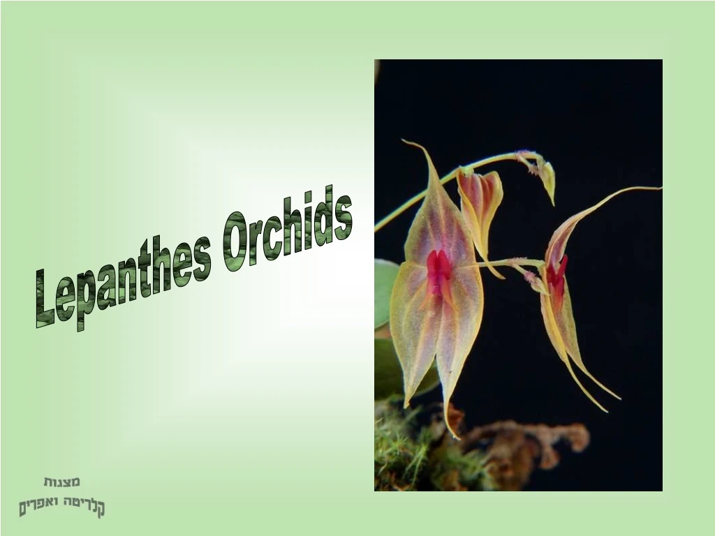 lepanthes orchids