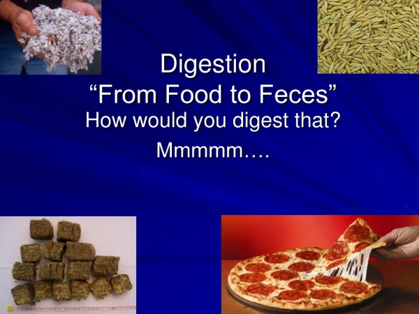 Digestion “From Food to Feces”
