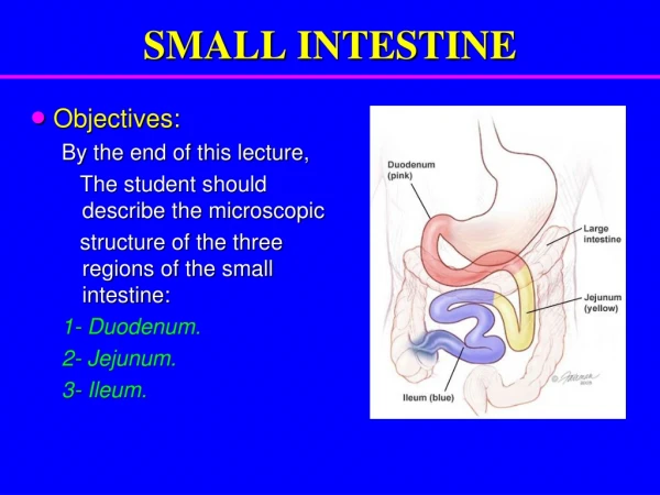 SMALL INTESTINE