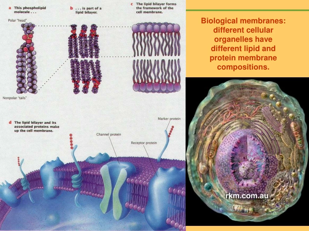 biological membranes different cellular