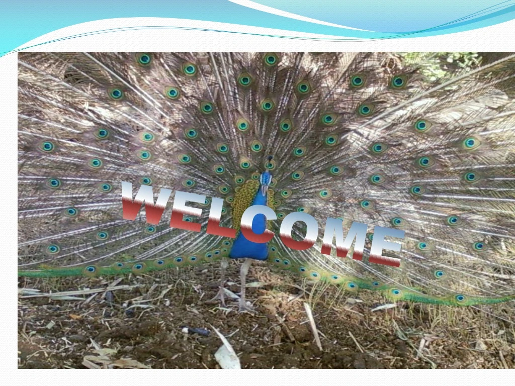 welcome