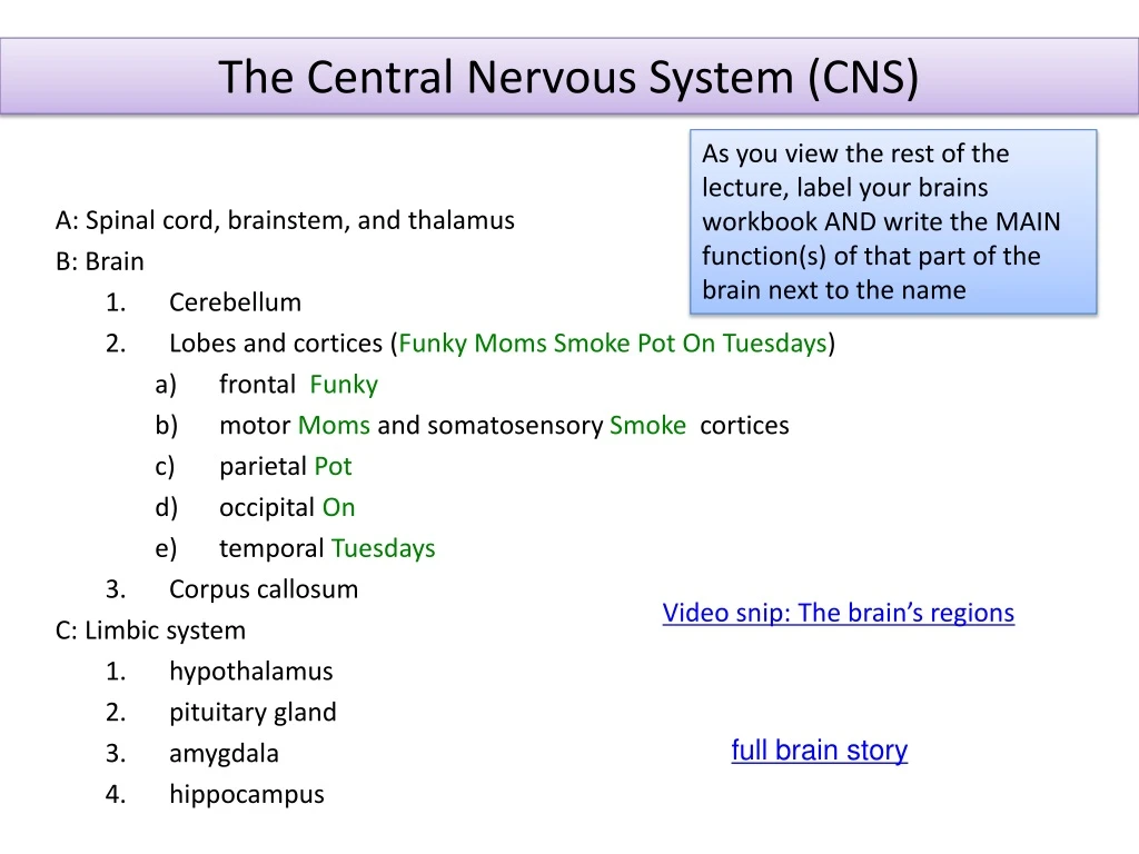 the central nervous system cns