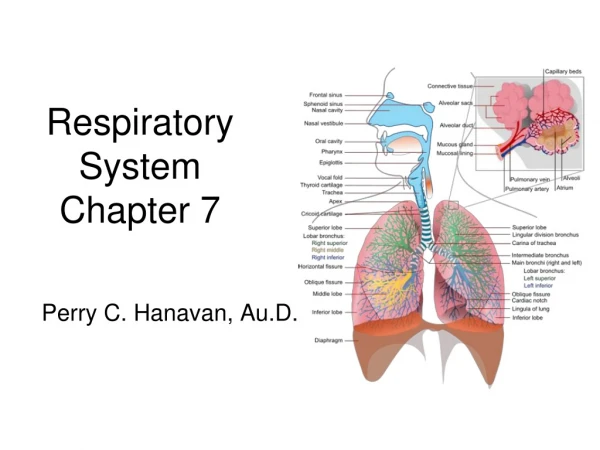 Respiratory System Chapter 7