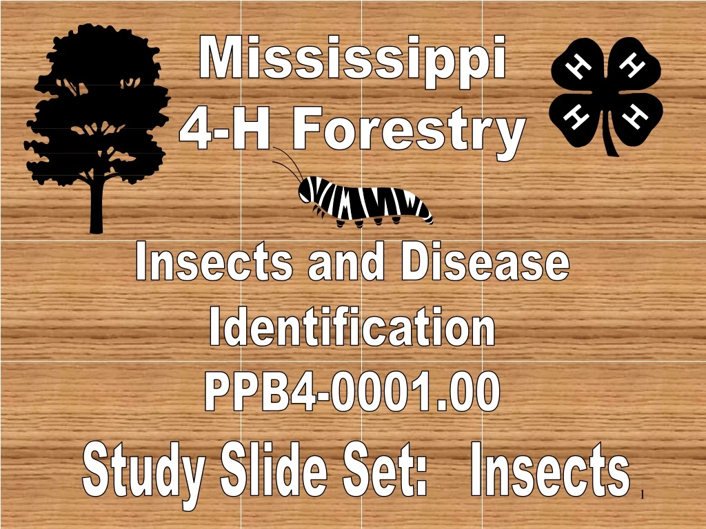 mississippi 4 h forestry