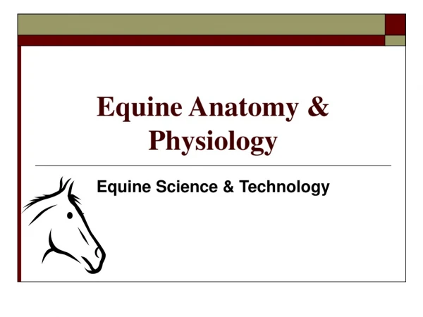 Equine Anatomy &amp; Physiology