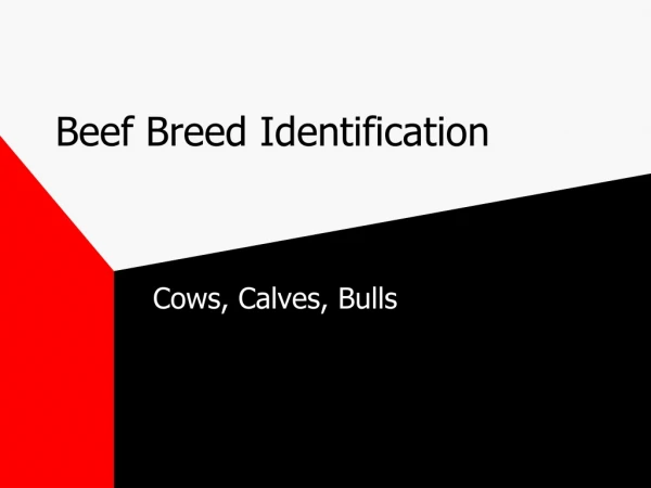 Beef Breed Identification