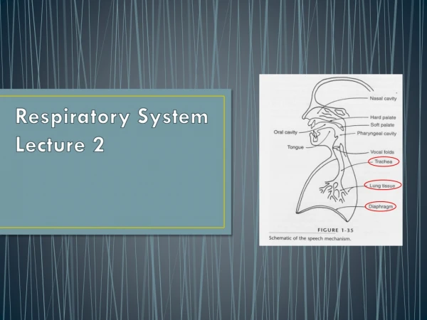 Respiratory System Lecture 2