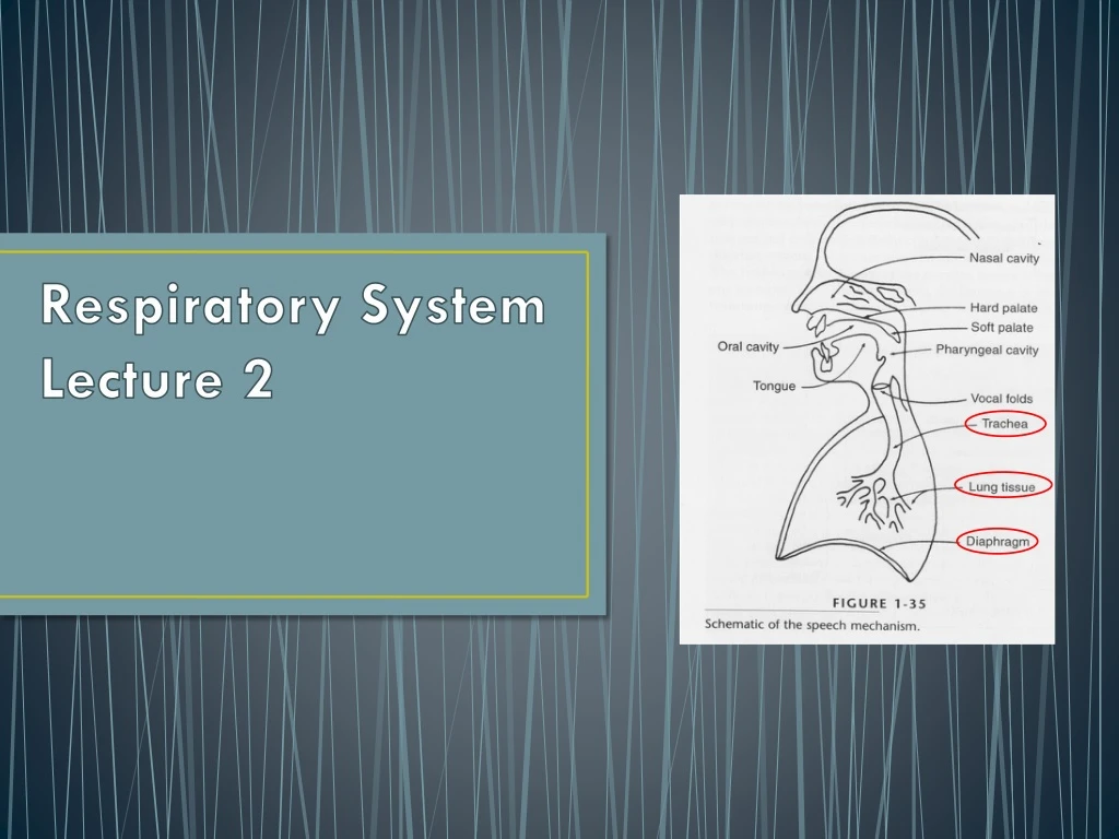 respiratory system lecture 2