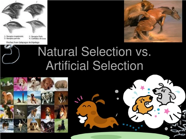 Natural Selection vs. Artificial Selection