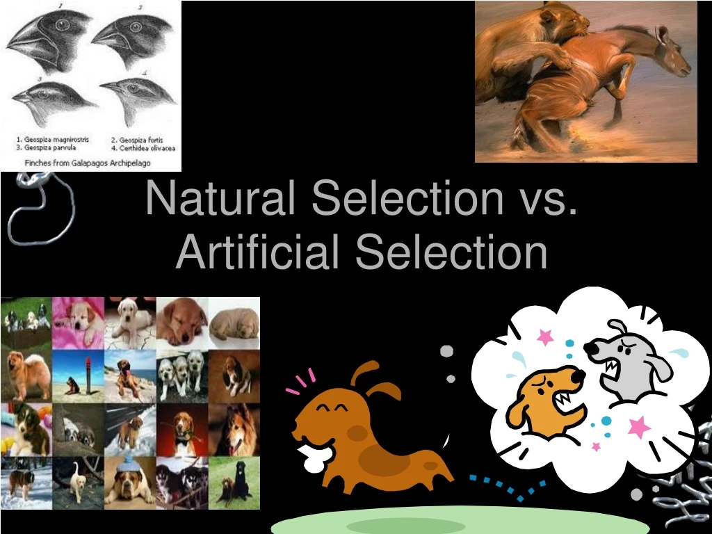 natural selection vs artificial selection