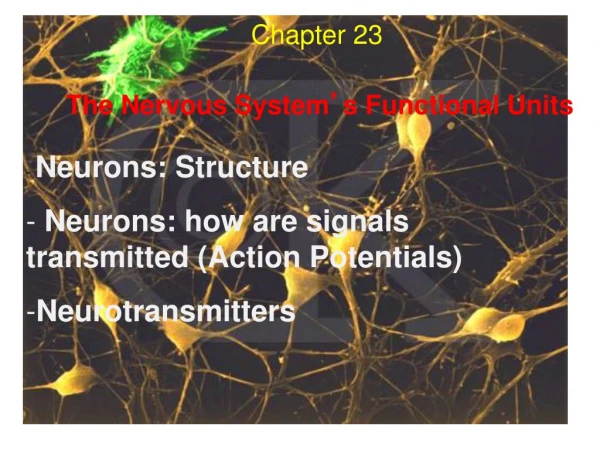 The Nervous System ’ s Functional Units