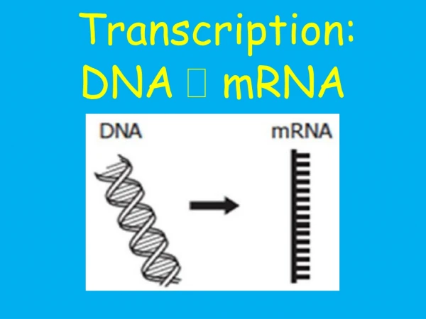 Transcription: DNA   mRNA