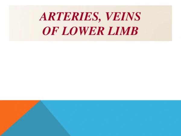 ARTERIES, VEINS  OF Lower Limb