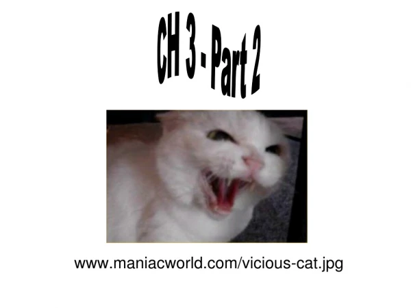 maniacworld/vicious-cat.jpg