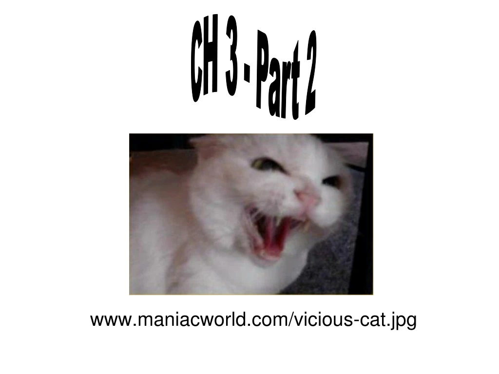 www maniacworld com vicious cat jpg