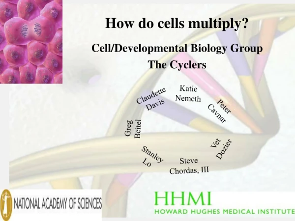 How do cells multiply?