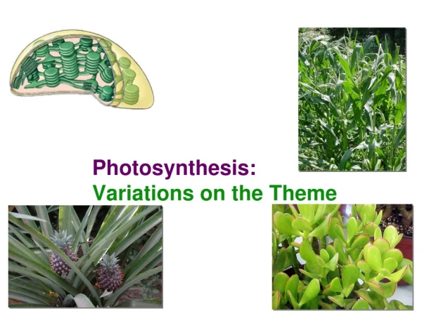 Photosynthesis: Variations on the Theme