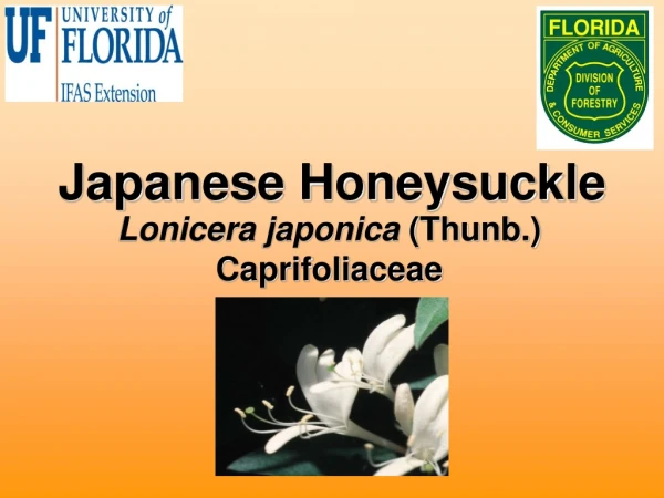 Japanese Honeysuckle