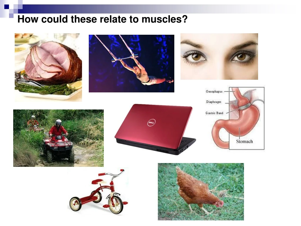 how could these relate to muscles