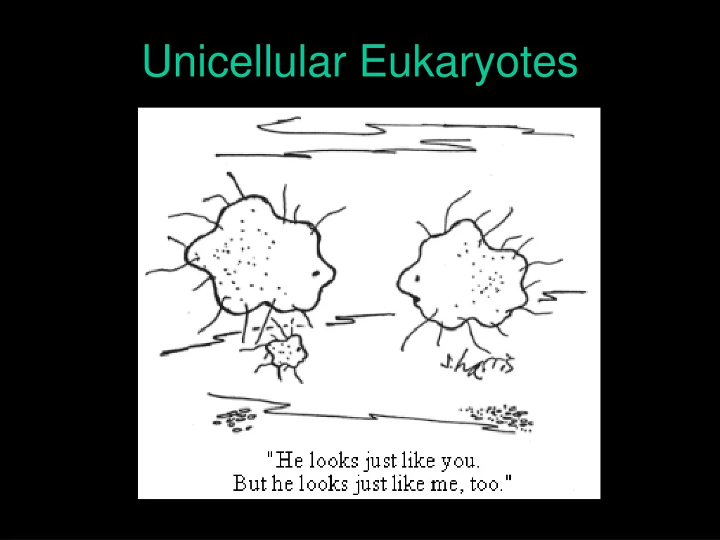 unicellular eukaryotes