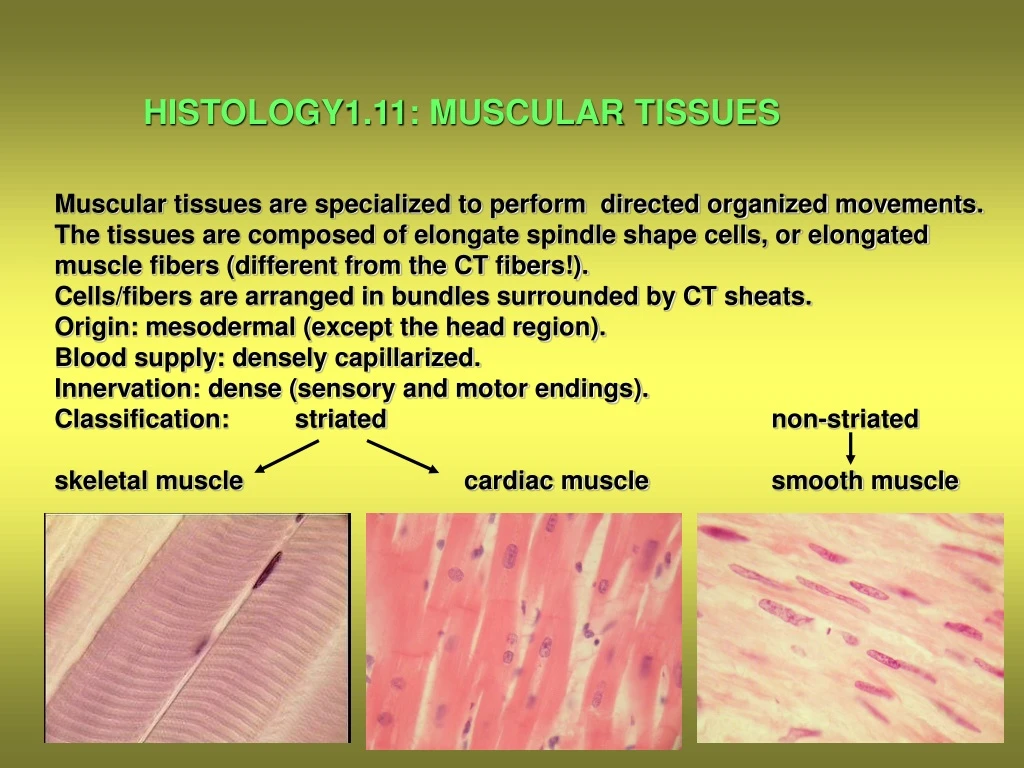histology1 11 muscular tissues