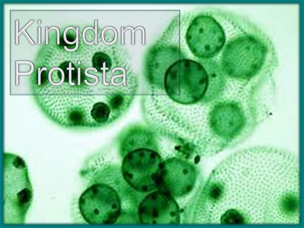 kingdom protista