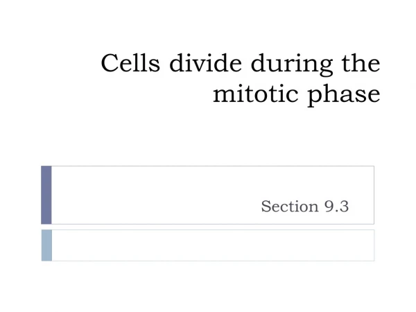 Cells divide during the mitotic phase