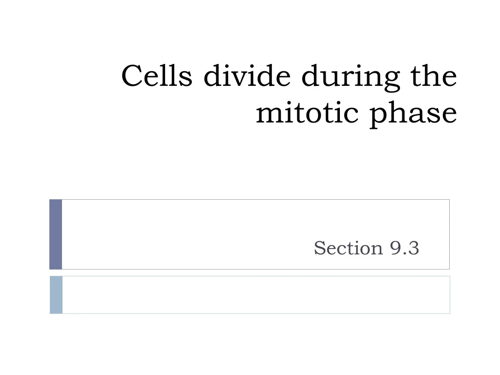 cells divide during the mitotic phase