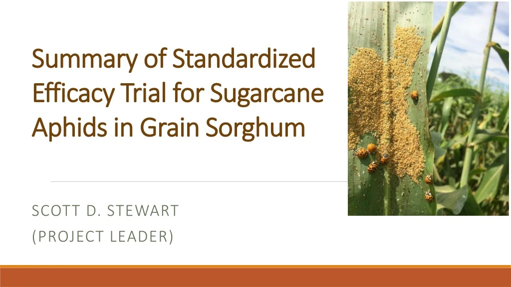 summary of standardized efficacy trial for sugarcane aphids in grain sorghum