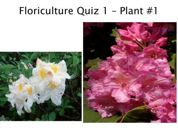 Floriculture Quiz 1 – Plant #1