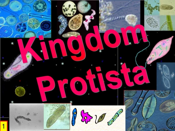 Kingdom Protista