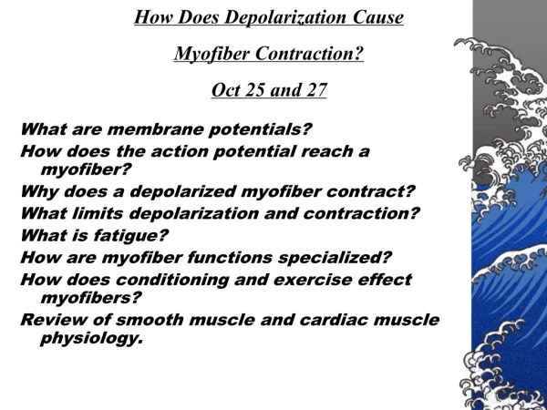 How Does Depolarization Cause  Myofiber Contraction? Oct 25 and 27