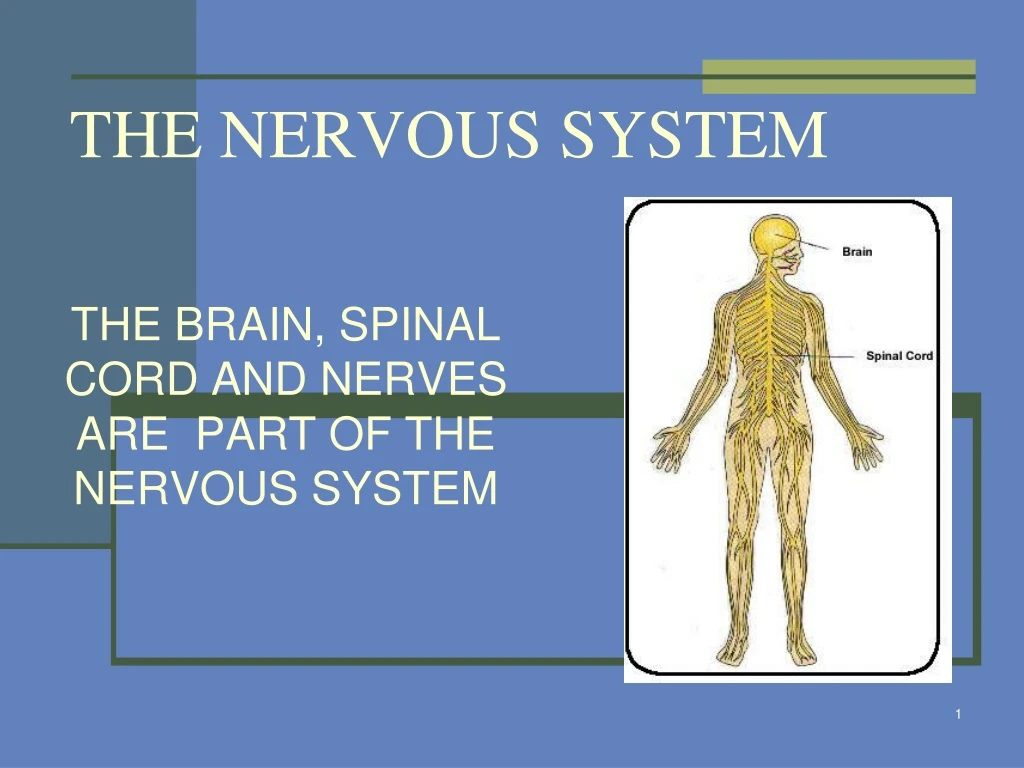 the nervous system