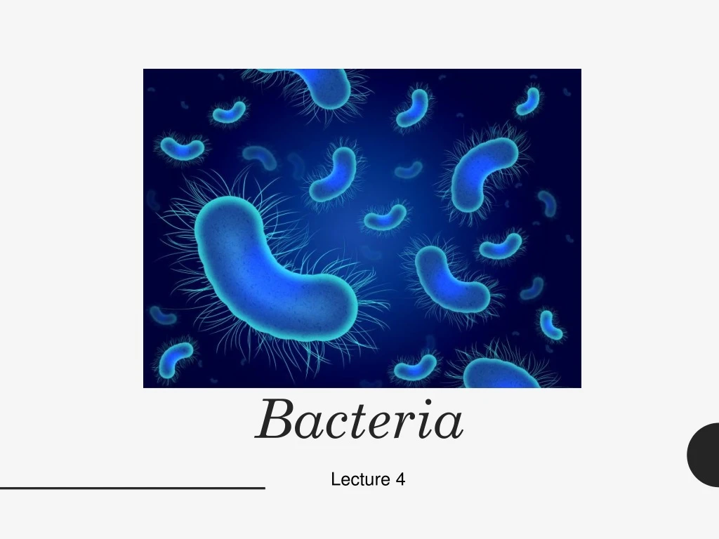 bacteria