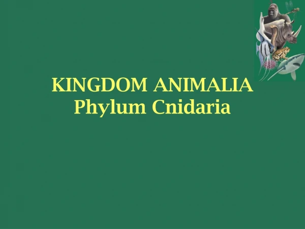 KINGDOM ANIMALIA Phylum Cnidaria