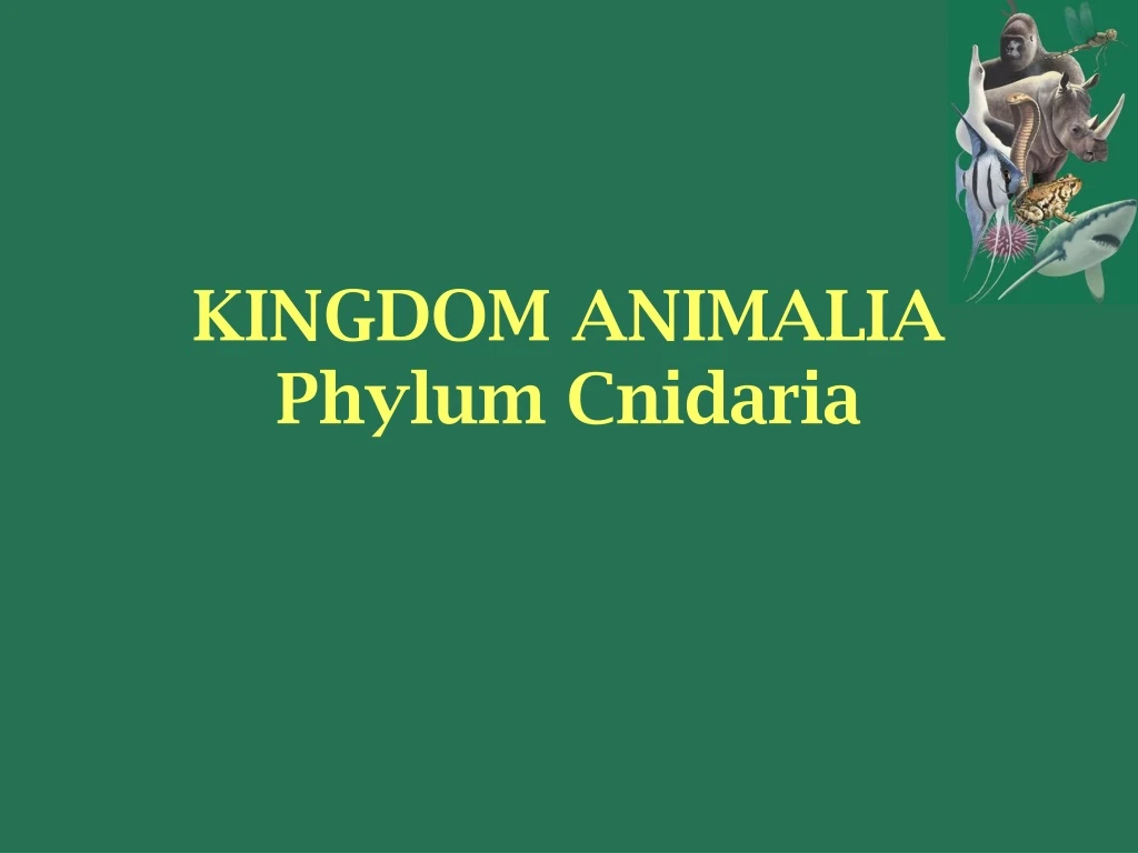 kingdom animalia phylum cnidaria