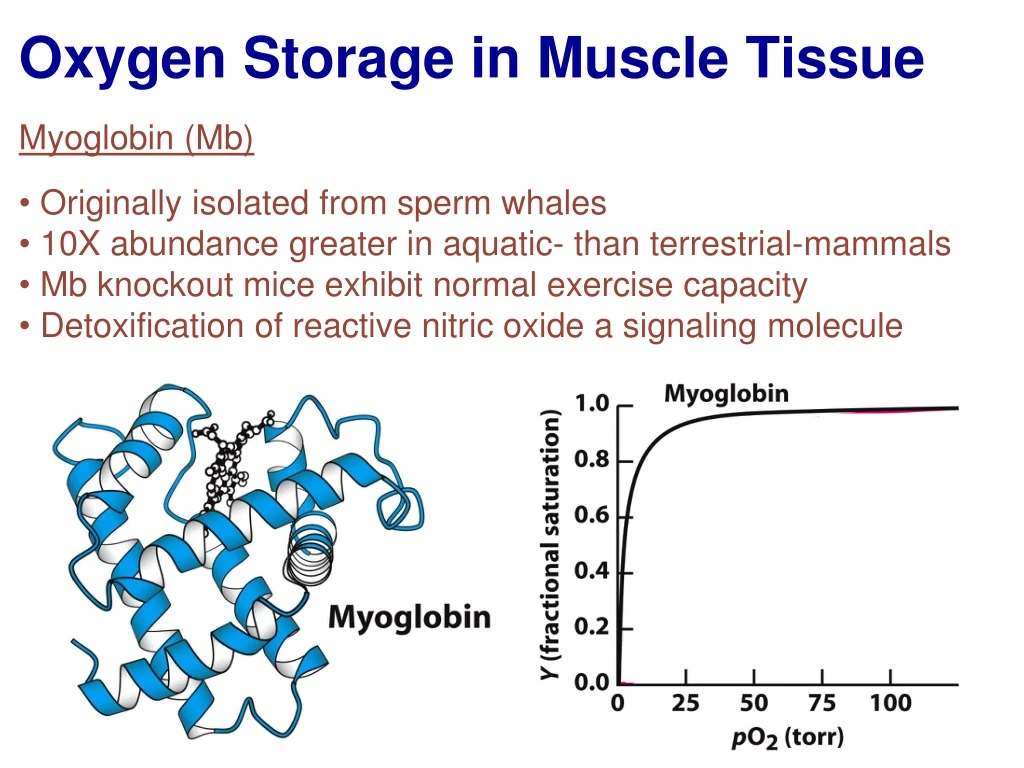 myoglobin mb originally isolated from sperm