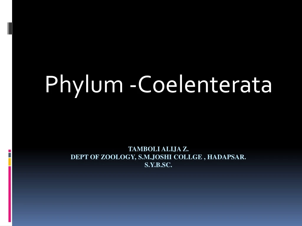 phylum coelenterata