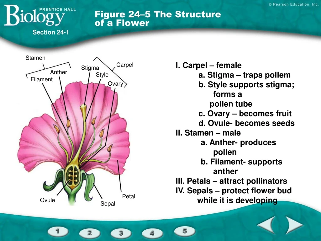 figure 24 5 the structure of a flower